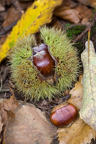 Chestnuts fallen from the tree Piemonte Italy