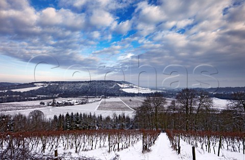 Denbies Estate vineyards and winery with Box Hill beyond Dorking Surrey England