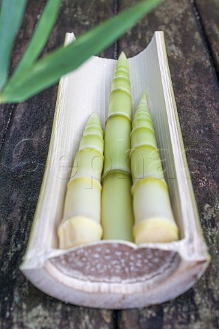 Edible bamboo shoots  Sasa Kurilensis