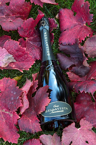 Bottle of Cuve Bellavista sparkling wine with autumnal Pinot Noir leaves Erbusco Franciacorta Lombardy Italy