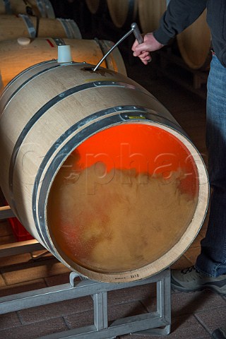 Stirring the lees in a barrel of Sauvignon Blanc in cellar of Parusso  Monforte dAlba  Piemonte Italy