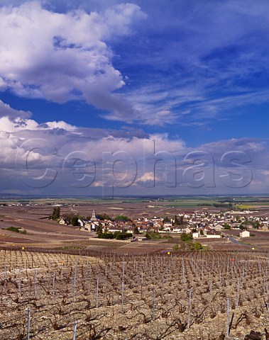 Chardonnay vineyards in early spring around village of Oger Marne France Cte des Blancs  Champagne       