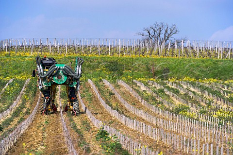 Ploughing at the base of young vines in spring Saintmilion Gironde France  Stmilion  Bordeaux