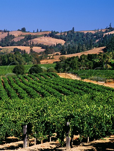 Navarro Vineyards Philo Mendocino Co California Anderson Valley
