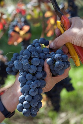Harvesting Nebbiolo grapes in vineyard of E Pira E Figli Barolo Piemonte Italy Barolo