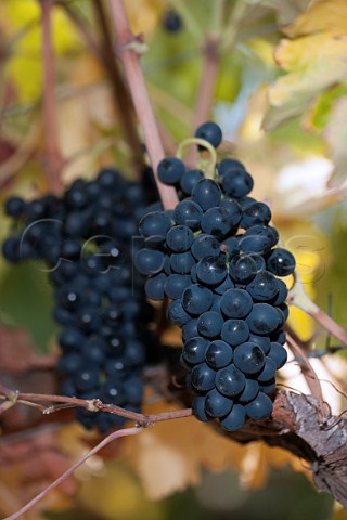 Syrah grapes in vineyard of Matetic  San Antonio Valley Chile Rosario Valley