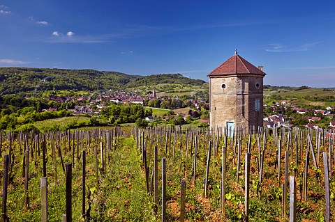 Chardonnay vines in La Tour de Curon vineyard of Domaine Andr et Mireille Tissot Arbois Jura France Arbois