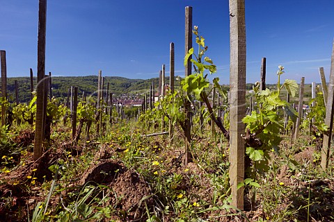 Ploughed soil between Chardonnay vines in La Tour de Curon vineyard of Domaine Andr et Mireille Tissot Arbois Jura France  Arbois