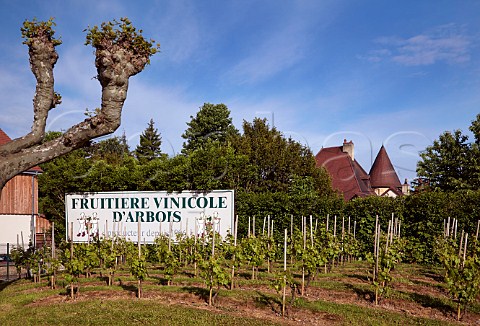 Demonstration vineyard of the Fruitire Vinicole dArbois Arbois Jura France