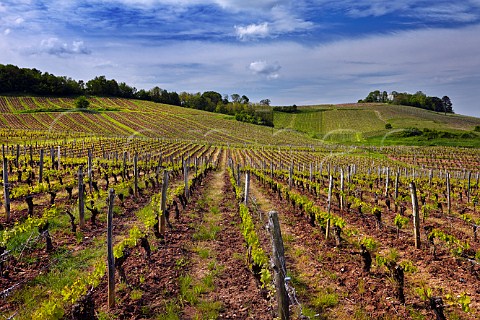 Chagnon vineyard of Domaine Daniel Dugois Les Arsures Jura France Arbois