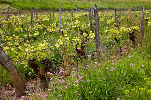 Spring flowers in vineyard at Pupillin a village noted for its Ploussard Near Arbois Jura France  ArboisPupillin