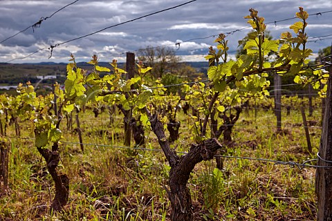 Trousseau vines in Les Grands Vergers vineyard of Michel Gahier MontignylsArsures Jura France   Arbois