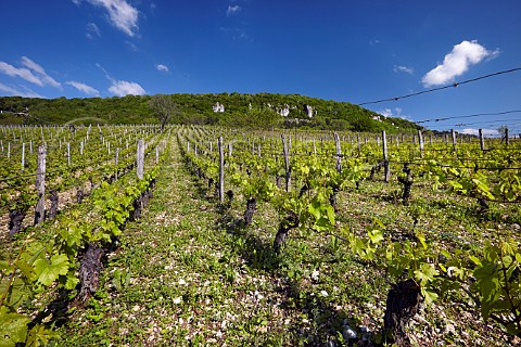 Vineyard on limestone soil at Lavigny Jura France Ctes du Jura