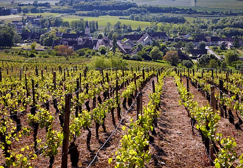 Vineyard above village of Lavigny Jura France Ctes du Jura