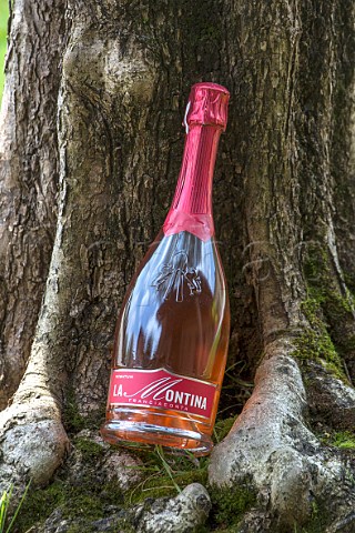 Bottle of Rosatum ros sparkling wine of La Montina Monticelli Brusati Franciacorta Lombardy Italy Franciacorta