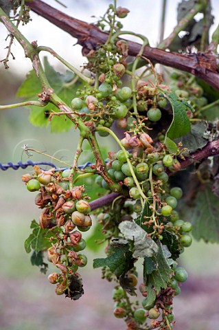 Grapes damaged by violent hailstorm during the evening of 2 August Grezillac Gironde France EntreDeuxMers  Bordeaux