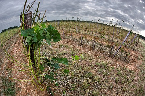 Vineyard damaged by violent hailstorm during the evening of 2 August 2013 Grezillac Gironde France EntreDeuxMers  Bordeaux