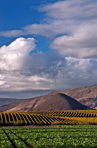 Chardonnay vineyards and the volcanic Islay Hill  San Luis Obispo California Edna Valley