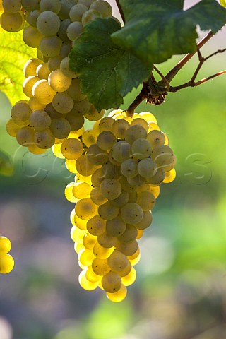 Chardonnay grapes in vineyard of Bellavista Erbusco Lombardy Italy Franciacorta
