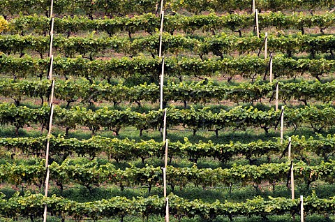 Sauvignon Blanc vineyard of Cantina Tramin Solva Alto Adige Italy