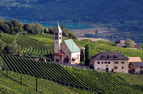 Vineyards at Solva above Lago di Caldaro Tramin Alto Adige Italy