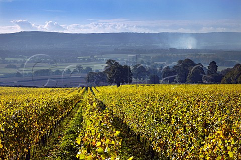 Upper Tillington Vineyard of Nyetimber with the South Downs in distance Near Petworth Sussex England