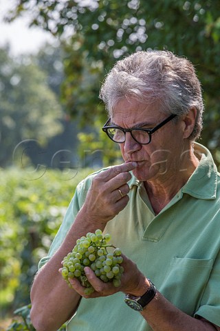 Mattia Vezzola winemaker tasting Chardonnay grapes in vineyard of Bellavista Erbusco Lombardy Italy Franciacorta