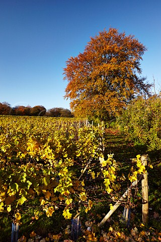 Autumnal vineyard of High Clandon Estate on the North Downs at Clandon Downs Near Guildford Surrey England