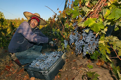 Picking Cabernet Sauvignon grapes in vineyard of Caliboro Maule Valley Chile