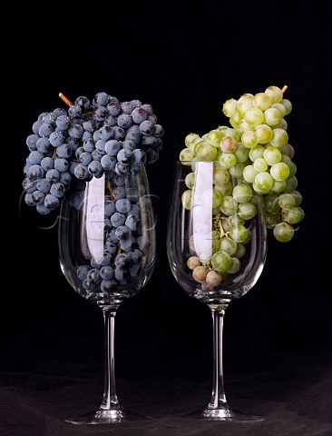 Merlot and Semillon grapes in wine glasses