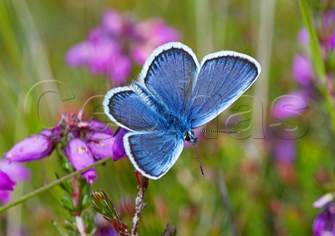 SilverStudded Blue on heather  Fairmile Common Esher Surrey England