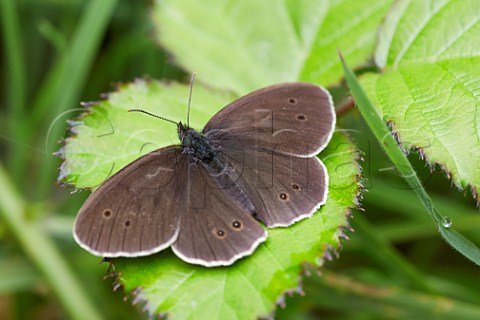 Ringlet butterfly Bookham Common Surrey England