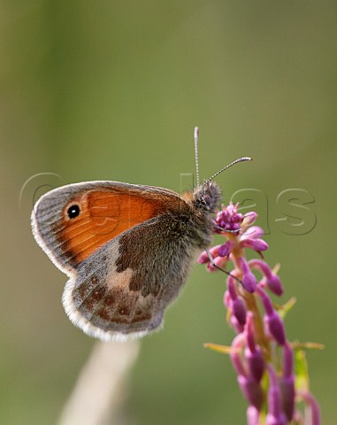 Small Heath butterfly Mitcham Common Surrey England