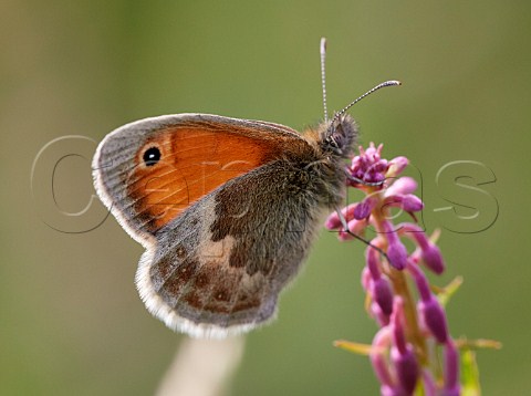 Small Heath butterfly Mitcham Common Surrey England