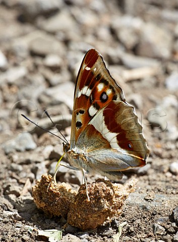 Purple Emperor taking minerals from dog poo Bookham Common Surrey England