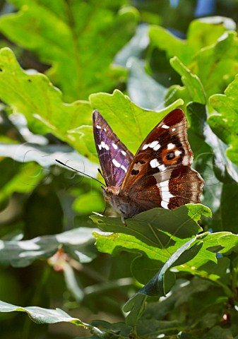Purple Emperor butterfly resting in oak tree Bookham Common Surrey England