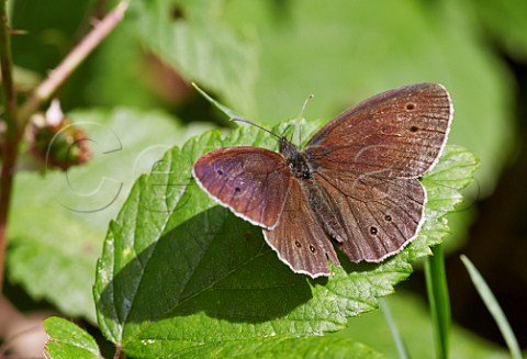 Ringlet butterfly resting on leaf Bookham Common Surrey England