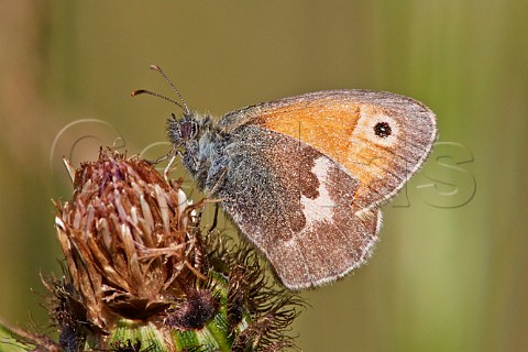 Small Heath butterfly Molesey Heath Nature Reserve West Molesey Surrey UK