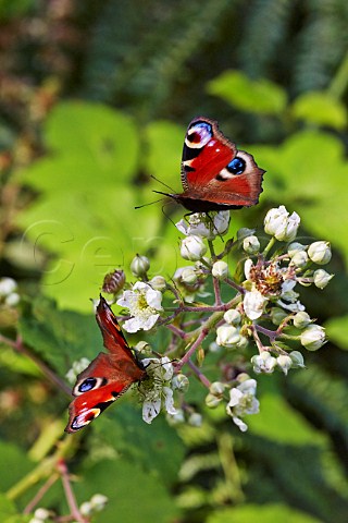 Peacock butterflies feeding on bramble flowers Bookham Common Surrey England