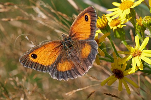 Gatekeeper butterfly on Ragwort  Hurst Meadows West Molesey Surrey England