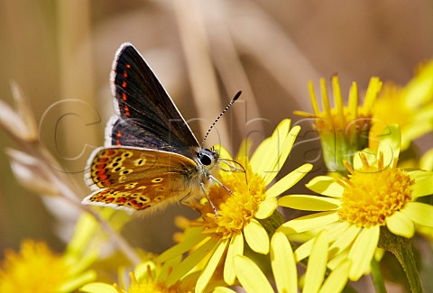 Brown Argus butterfly feeding on ragwort flower Hurst Meadows West Molesey Surrey England