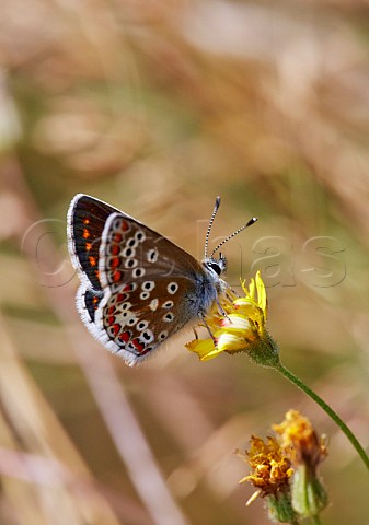 Brown Argus butterfly  Hurst Meadows West Molesey Surrey England