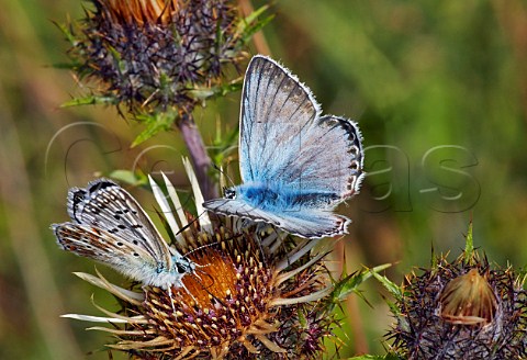 Female left and male Chalkhill Blue butterflies on carline thistle flowers Denbies Hillside Ranmore Common Surrey England
