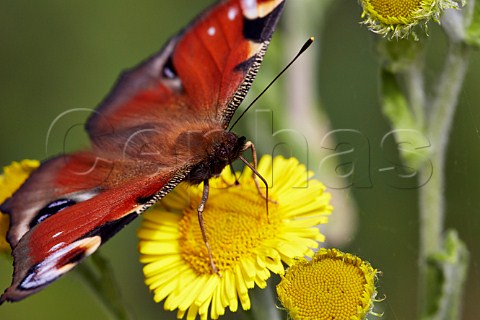 Peacock butterfly feeding on common fleabane  Oaken Wood Chiddingfold Surrey England