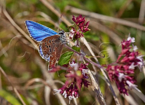 Adonis Blue butterfly feeding on wild marjoram flower Denbies Hillside Ranmore Common Surrey England
