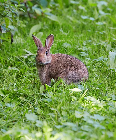 Young Rabbit Bookham Common Surrey England
