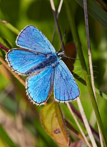 Adonis Blue butterfly Denbies Hillside Ranmore Common Surrey England