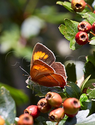 Brown Hairstreak butterfly at rest on hawthorn leaf Bookham Common Surrey England