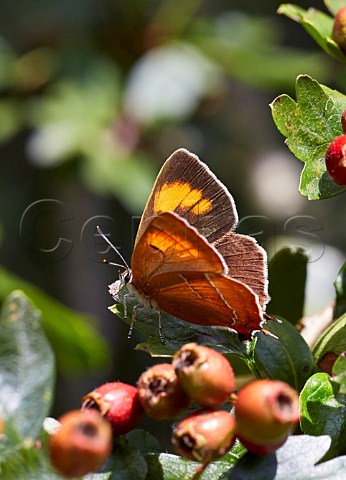 Brown Hairstreak butterfly at rest on hawthorn leaf Bookham Common Surrey England