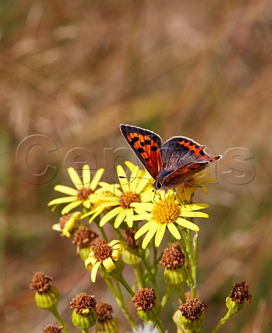 Small Copper butterfly feeding on ragwort Hurst Meadows West Molesey Surrey England